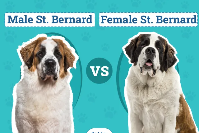 Male vs Female St. Bernards: What’s the Difference (With Pictures)
