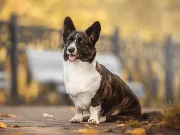 13 Vet-Verified Fun & Cool Facts About Corgis You’ll Love to Learn