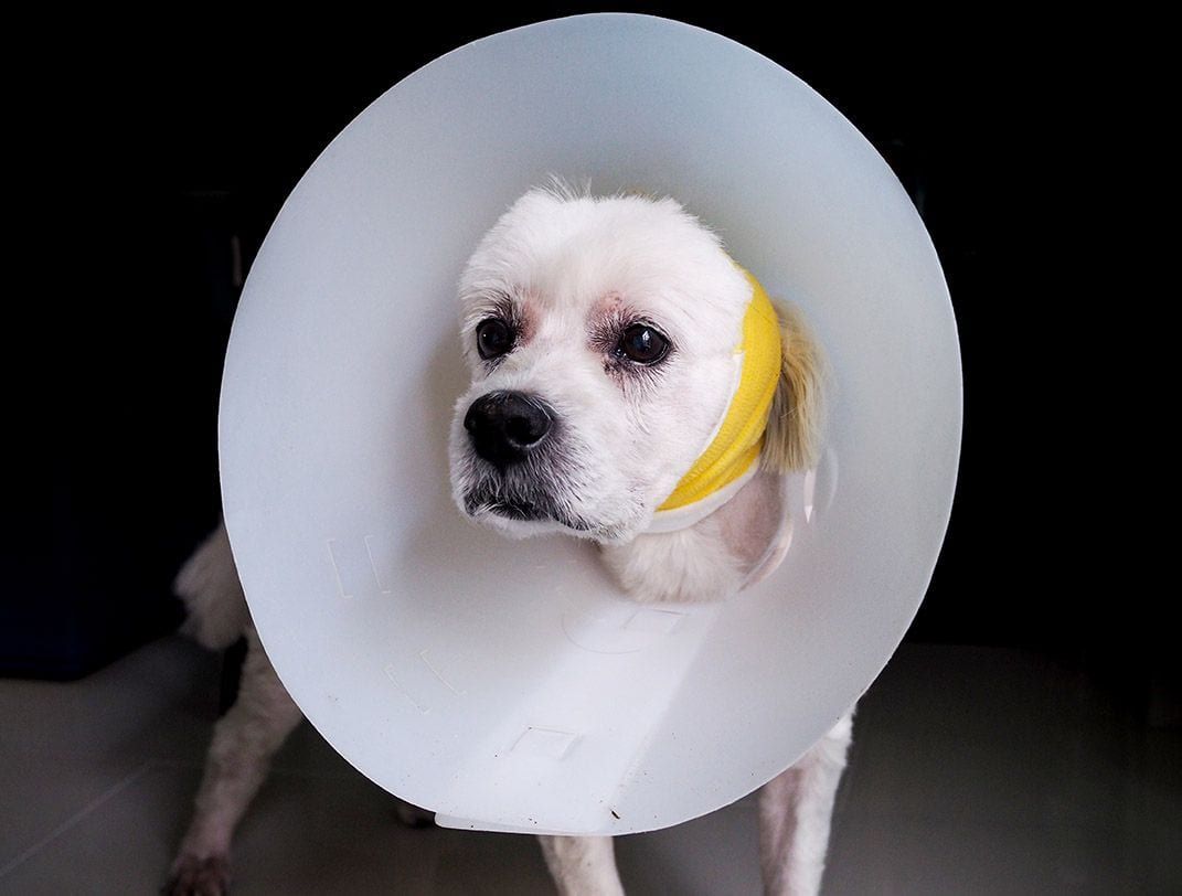 dog with cone