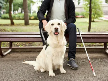 How to Train a Guide Dog: Vet-Verified Tips & Important Traits
