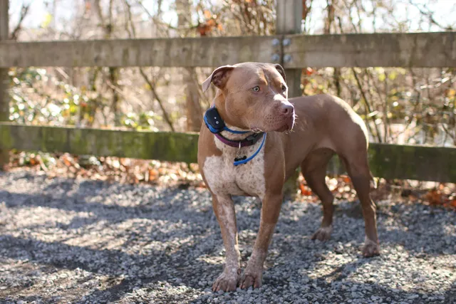 Do Electric Fences Work For Dogs? Vet-Verified Facts, Ethics & Considerations