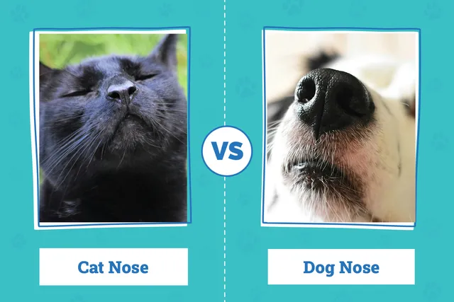 Cat Nose vs Dog Nose: Main Differences Explained (Vet Approved)