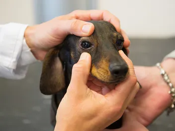 Can You Use Human OTC Eye Drops on Dogs? Vet-Verified Safety Facts