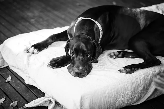 Stomach Tacking in Dogs: Is Gastropexy Good for Preventing Bloat? (Vet Answer)