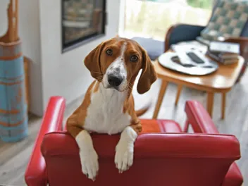 How Much Does a Dog Cost? 2026 Price Guide