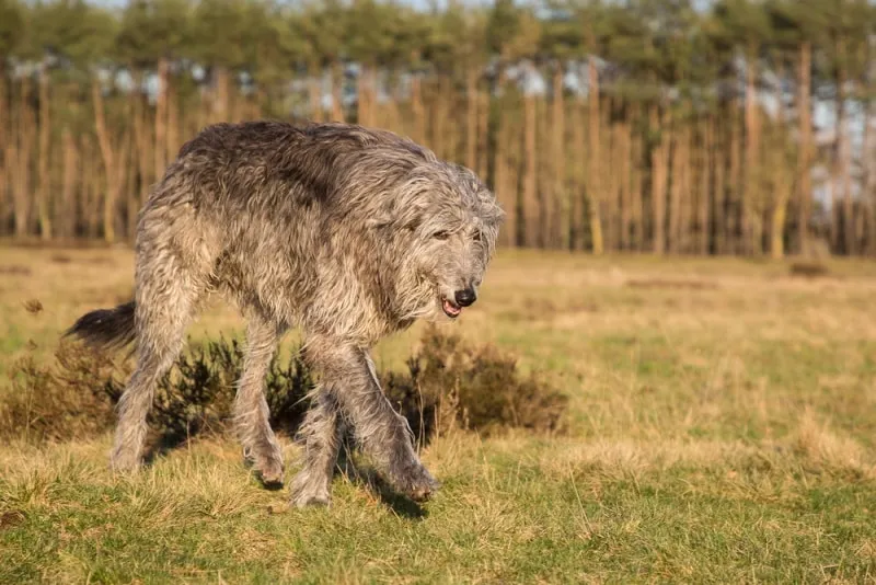 scottish deerhound dog