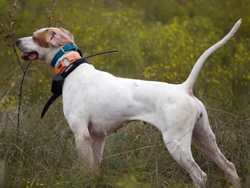 7 Best Dog Barking Deterrents in 2026 - Reviews & Top Picks