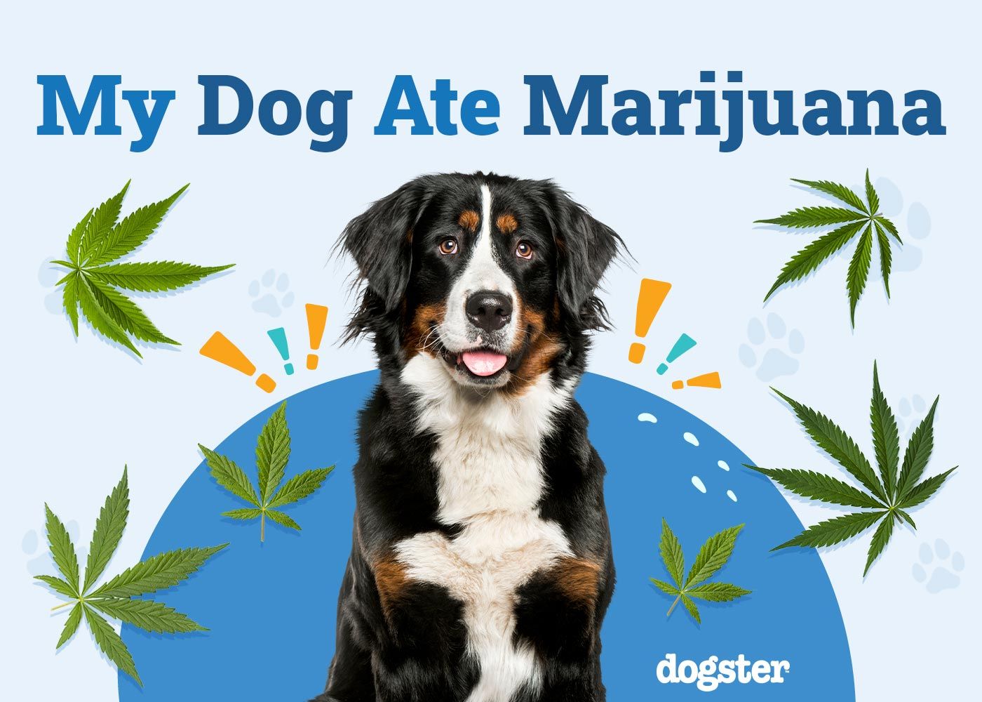 My Dog Ate Marijuana
