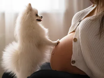 Can Dogs Sense Pregnancy? What the Science Tells Us (Vet-Verified)