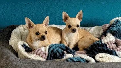 Those ears!