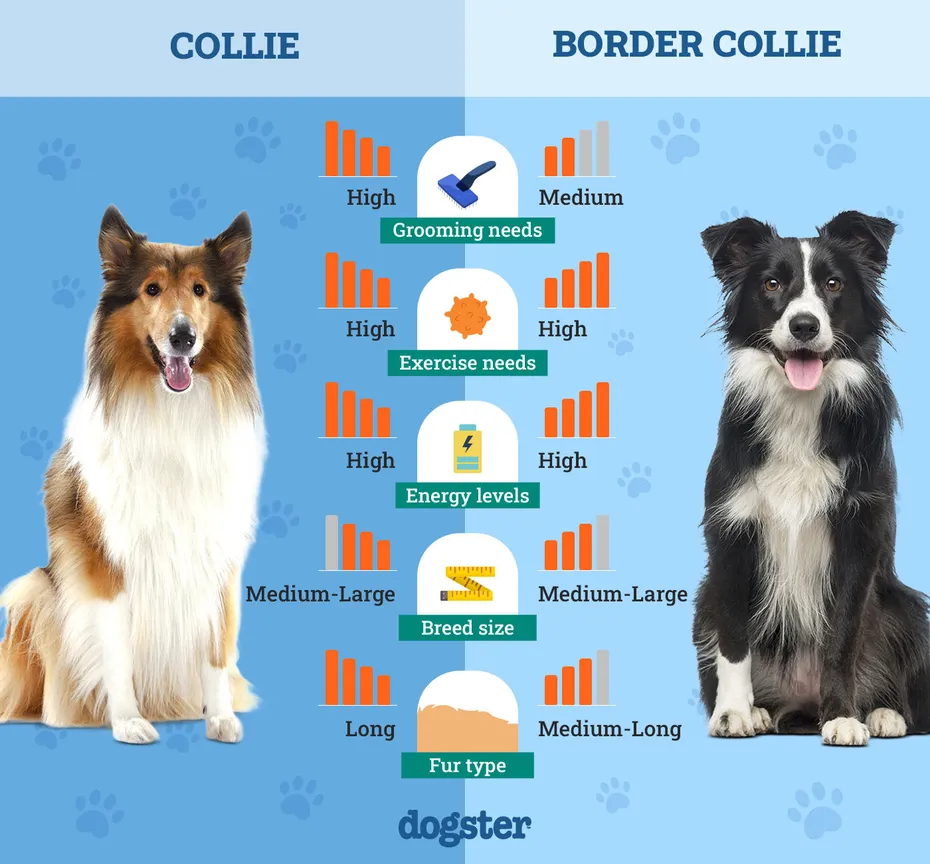 Dogster_Side by Side Comparison_ Collie vs Border Collie