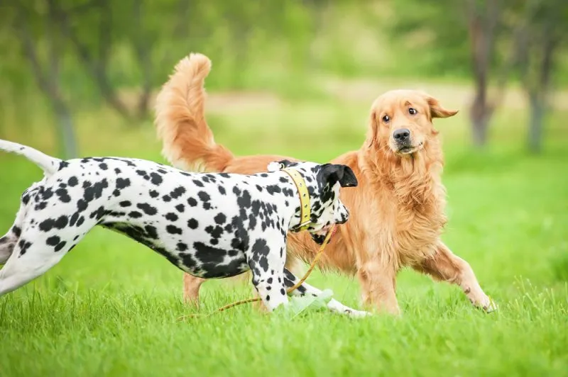 dalmatian and golden retriever dogs playing in the field