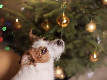 How to Keep Your Dog From Peeing on Your Christmas Tree: 8 Vet-Approved Tips