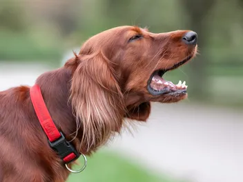 Simple Training Tricks to Quiet Your Barking Dog