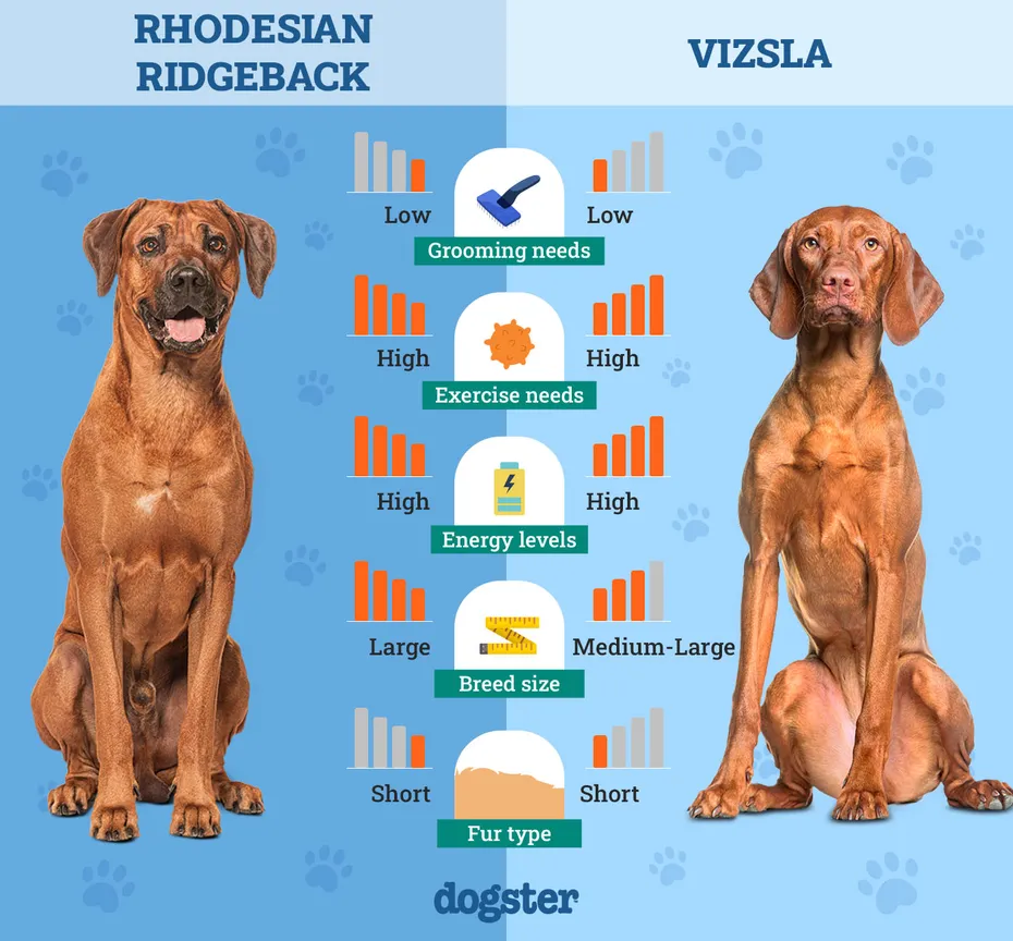 Dogster_Side by Side Comparison_Rhodesian Ridgeback vs Vizsla