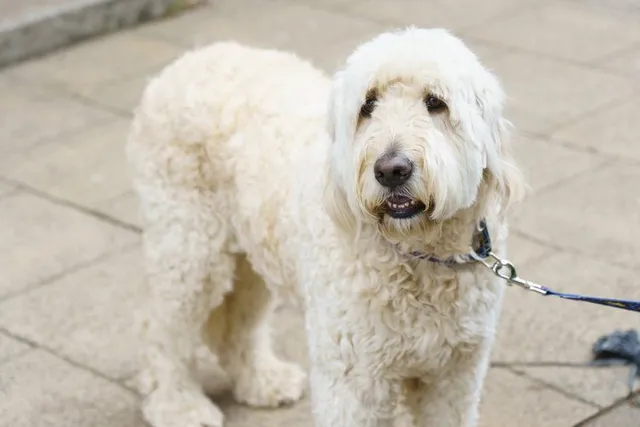 White Labradoodle: Info, Pictures, Origin & History
