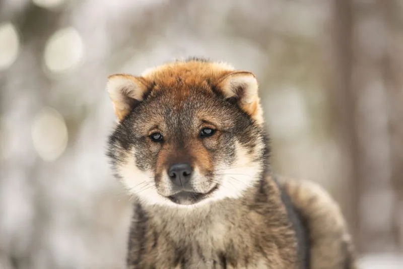 portrait-of-shikoku-dog