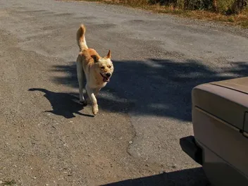 Why Do Dogs Chase Cars? 6 Reasons & How to Stop It