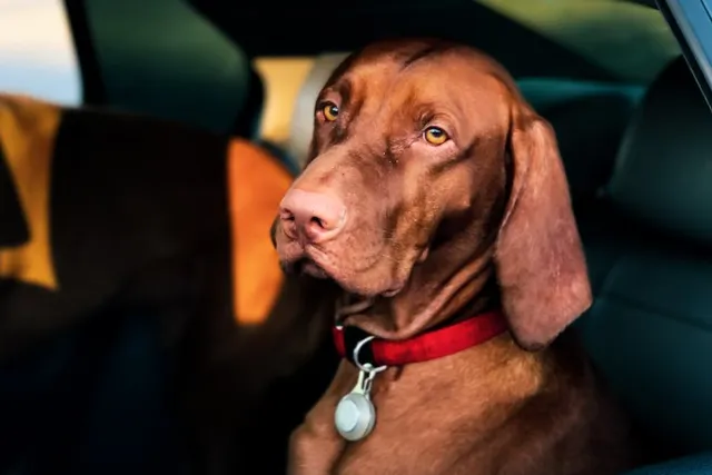 What Is a Taxi for Dogs? Pet Taxi Service 101