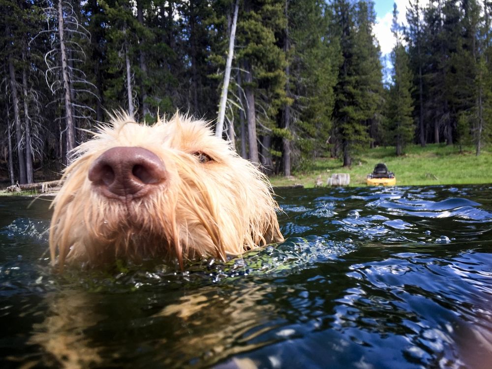 Labradoodle swimming on a lake