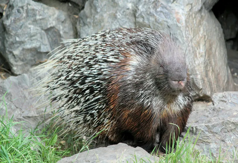 Porcupine gray and black