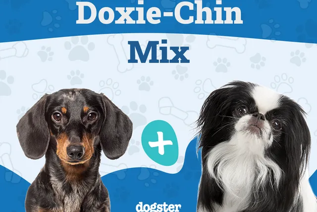Doxie-Chin Dog Breed: Info, Pictures, Care Guide & More