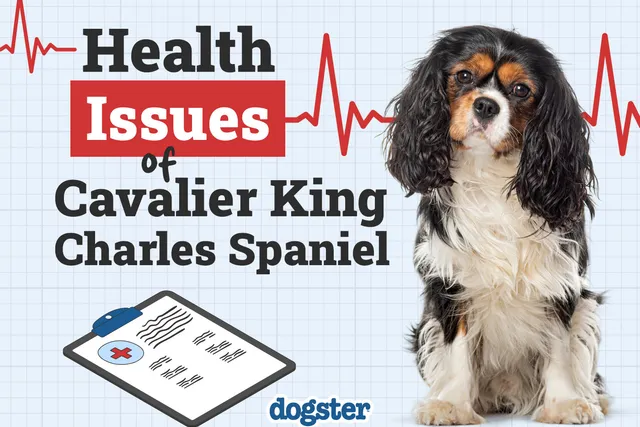 6 Cavalier King Charles Spaniel Health Issues to Watch For
