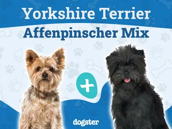 Affenshire (Yorkshire Terrier & Affenpinscher Mix): Info, Pictures, Care & More