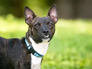 20 Boston Terrier Mixes (With Pictures)