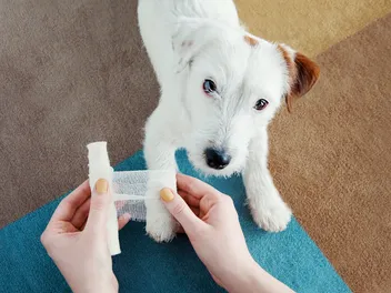 How Can I Tell If My Dog’s Leg is Broken or Sprained? Our Vet Explains the Signs & What to Do