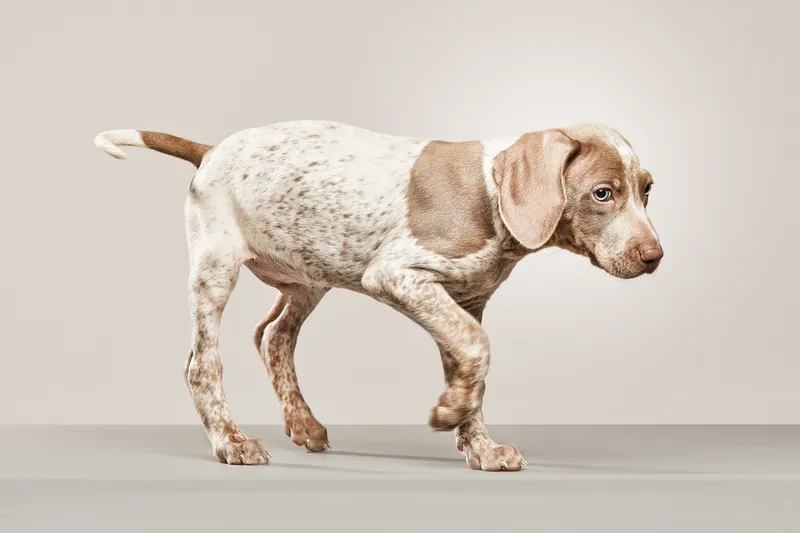 piebald weimaraner puppy