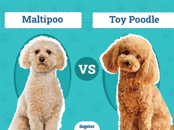 Maltipoo vs Toy Poodle: The Differences (With Pictures)