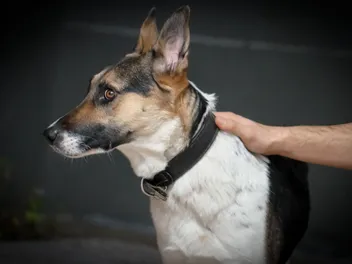 Panda German Shepherd Dog Breed: Info, Pictures, Care & More