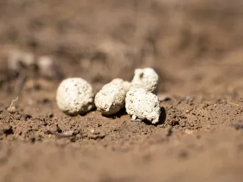 Why Does My Dog’s Poop Turn White? 5 Vet-Reviewed Reasons