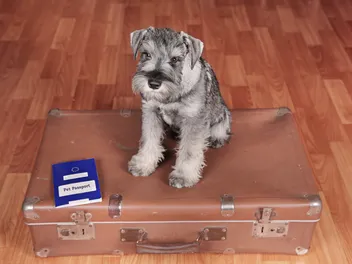 How to Get a Canadian Pet Passport in 2026: A Complete Guide