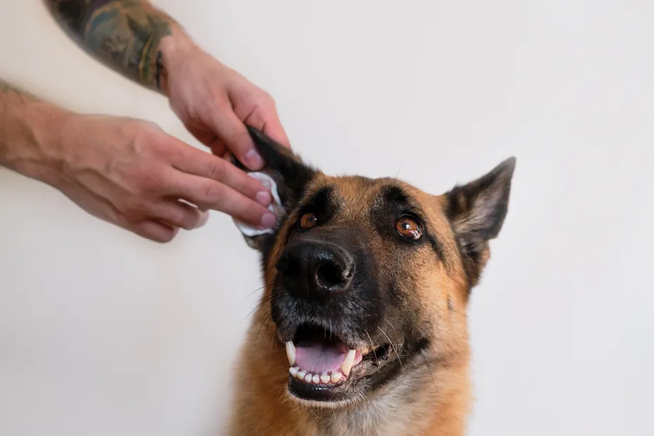 Men cleaning German Shepherd ears