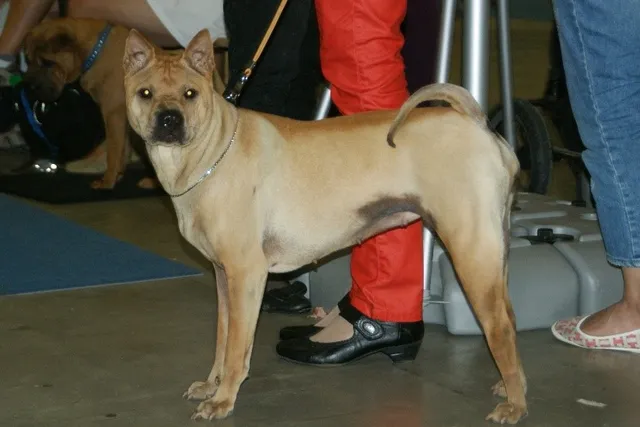 Bone-Mouth Shar Pei: Info, Pictures, Facts & History