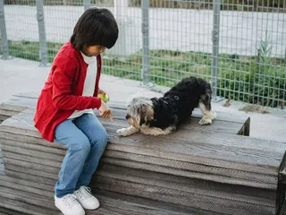 Dog Platform Training: Interesting Facts & Vet-Verified Tips