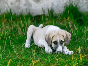 Puppy Diarrhea: Causes & Treatments (Vet Answer)