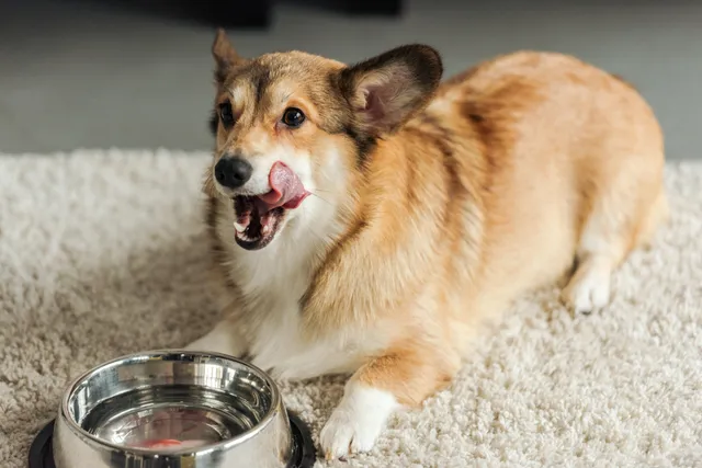 How Much Water Should a Dog Drink a Day? Vet-Approved Hydration Guide