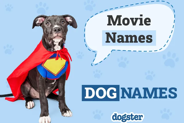 350 Dog Names From Movies for Your Star Studded Pooch