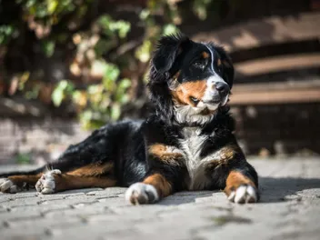 Bernese Mountain Dog Breed: Info, Pictures, Care & Traits