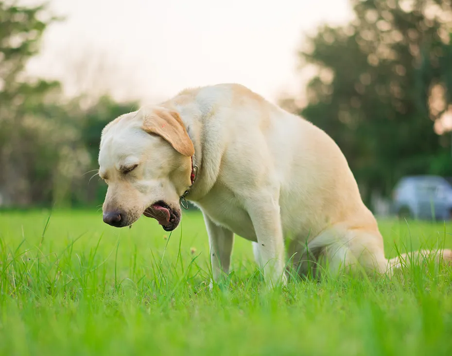 Labrador Retriever dog retching