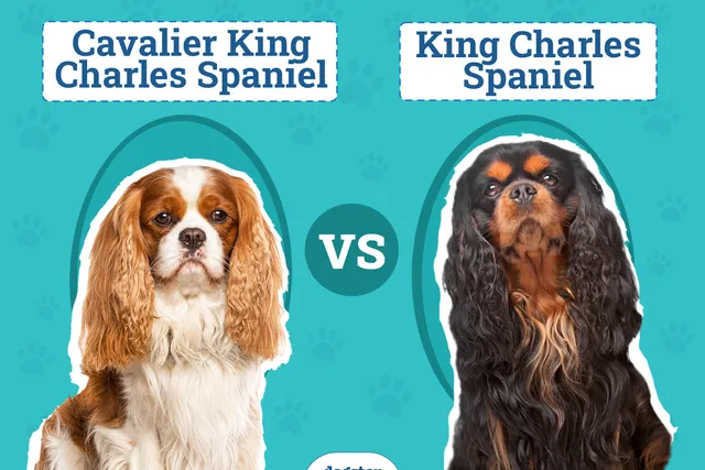 Cavalier King Charles Spaniel vs. King Charles Spaniel: The Differences (With Pictures)