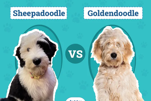 Sheepadoodle vs Goldendoodle: The Differences (With Pictures)
