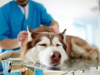 Hip Dysplasia in Dogs: Signs, Treatment & Prevention