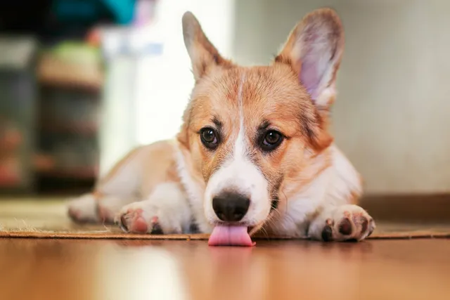 Why Do Dogs Lick the Floor? 10 Vet-Verified Reasons & When to Be Concerned