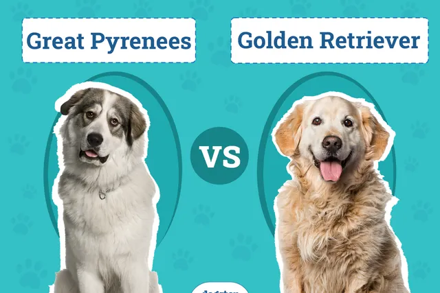 Great Pyrenees vs Golden Retriever: Key Diffenences Explained (With Pictures)