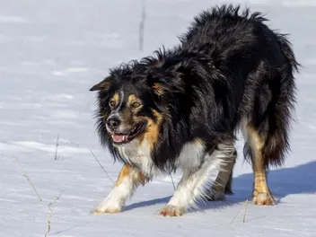 Predatory Aggression in Dogs: Can You Stop This Instinctive Behavior?