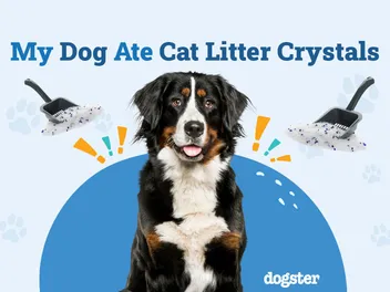 My Dog Ate Cat Litter Crystals: Here Is What To Do